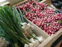 radis oignons_rd.jpg (127110 Byte)